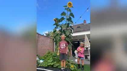 Is dit de grootste zonnebloem van Rooi?