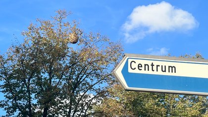 Opnieuw nesten Aziatische hoornaar ontdekt in Sint-Oedenrode