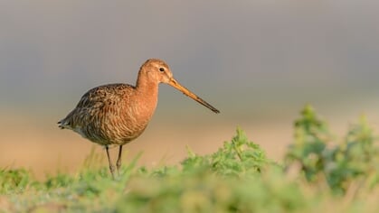 Lezing over de grutto bij Streeknatuurcentrum Alblasserwaard