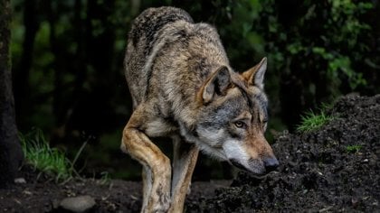 DNA-onderzoek bevestigt: wolf betrokken bij incident 31 juli in Austerlitz