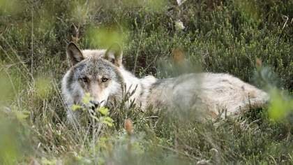 Gelderland past vergunning voor gebruik paintballs tegen wolf aan