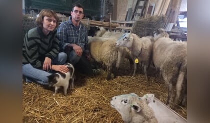 Wolf doodt schapen in Hierden: ‘We weten echt niet hoe het verder moet’