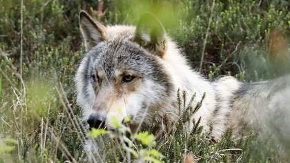 Provincie Gelderland organiseert informatieavond over de wolf in het Huis van de Stad in Harderwijk
