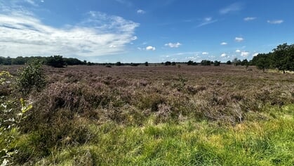 Problemen stikstof nemen alleen maar toe; maatregelen nodig om de natuur op de Veluwe nadrukkelijk te verbeteren