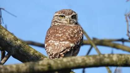 Lezersfoto’s: de vogels genieten van de eerste zonnestralen