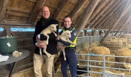 Ermelose schaapskudde is 163 lammetjes rijker, gemeente Ermelo heeft een tweeling geadopteerd