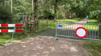 Provincie: ‘Niet twee maar slechts één mannetjeswolf in roedel op de Heuvelrug’