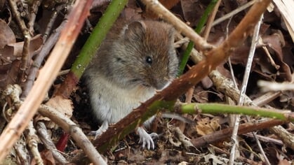Het Jaar van de Woelmuis: ‘Waarom, muizen zijn toch ongedierte?’