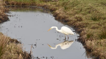 Waterschap Vallei en Veluwe stelt onttrekkingsverbod oppervlaktewater in