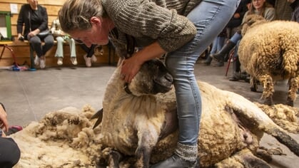 Schapen op ouderwetse manier van vacht ontdaan op Dierenweide in Harderwijk