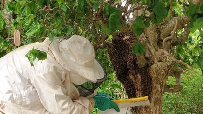 Zomerzoemers in de tuin; bijen verhogen biodiversiteit
