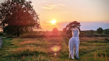 Zomerfotowedstrijd 2025; Ermelo’s Weekblad zoekt de ultieme zomerfoto – doe mee en maak kans op geweldige prijzen