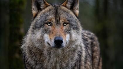 Provincie Utrecht mag bijtende wolf afschieten van rechter