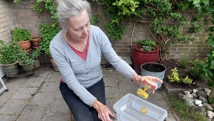 Zes zoekgroepen in Zeist binden de strijd aan met de Aziatische hoornaar