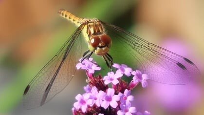 Lezersfoto: steenrode heidelibel gooit de oude huid af