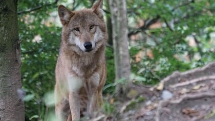 Woudenberg na mogelijk nieuw wolvenincident: wees alert in bos in regio