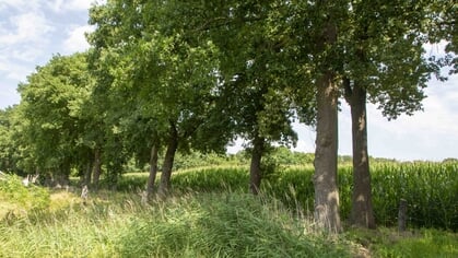 Bomenwacht trekt door Harderwijk om markante bomen in straatbeeld aan te wijzen