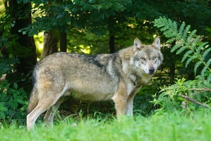 Waarom wolf ‘Bram’ nog steeds rondloopt