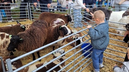 Ossenmarkt Putten werd druk bezocht