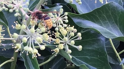 Duurzaamheidscolumn: Klimop is een dankbare plant; herfstbloeier met vele voordelen (2)