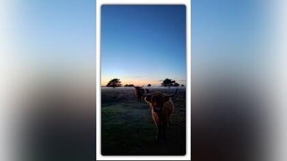 Lezersfoto: Schotse Hooglanders komen uit de avondmist tevoorschijn
