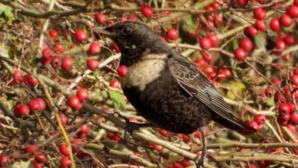 Lezersfoto: de kramsvogel, koperwiek en beflijster poseren