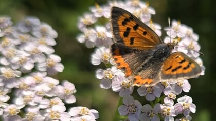 Column Natuur dichtbij door Godfried Westen: over subtiliteit en er mooi op staan