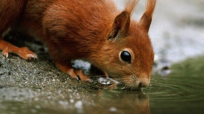 Ontdek hoe dieren de winter trotseren tijdens wandeling op landgoed Staverden