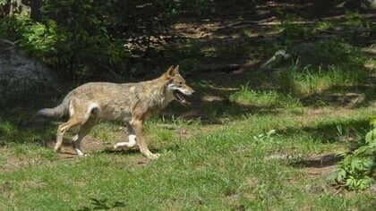 Brandbrieven rond wolf, toch krijgt gemeente Putten niet meer bevoegdheden
