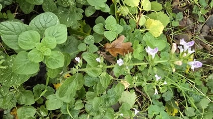 Column Natuur dichtbij door Godfried Westen: hoe komt die nou hier?