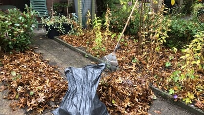 Duurzaamheidscolumn: vallende bladeren in de tuin bewaren voor hun functie voor de natuur