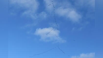 Lezersfoto: de vlucht naar het zuiden