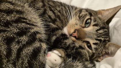 Wie heeft Pumba gezien? De kat wordt vermist in de Ermelose Kievitstraat