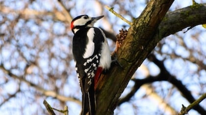 Nieuwe app Fladder maakt vogels kijken in Ermelo leuker en sociaal