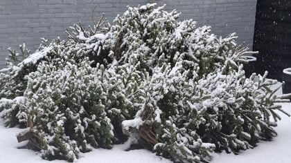 Waardlanden leegt geen GFT containers vanwege winters weer