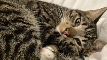 Spoorloze, Ermelose kater Pumba is teruggevonden in Zaltbommel