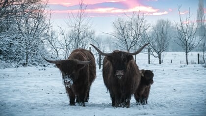In beeld: winterse taferelen in prachtig Putten