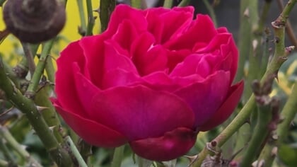 Column Natuur dichtbij door Godfried Westen: onverschrokken roos geeft stem aan hoop