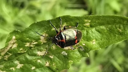 Column Natuur dichtbij door Godfried Westen: ja, gedaanteverwisselingen