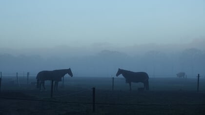Lezersfoto: een mistige morgen in Putten