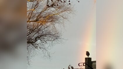 Lezersfoto: roodborstje onder een regenboog