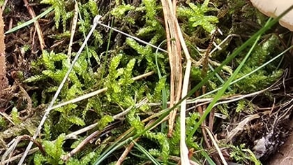Column Natuur dichtbij door Godfried Westen: overlever en alleskunner