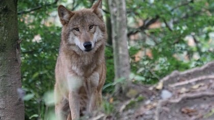 Weer meer wolvenaanvallen; zeker in 80 gemeenten registratie van schade