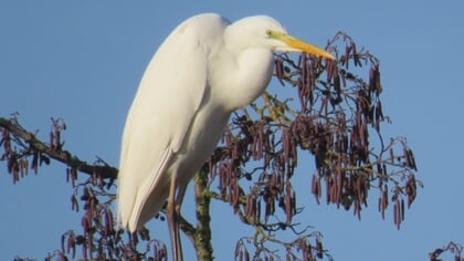 Lezersfoto: witte reiger gespot in de boom