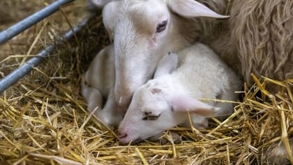 Tijd voor lammetjes komt er weer aan bij Schaapskooi Ermelo