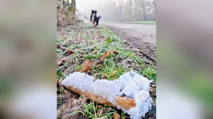 Lezersfoto: ijshaar groeit op een tak