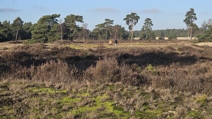 VVV’s slaan handen ineen voor Veluwse wandeldagen