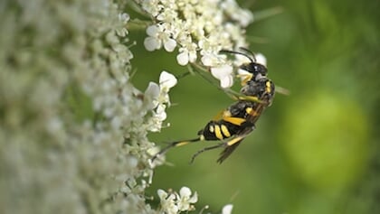 Column Natuur dichtbij van Godfried Westen: de naam is niet het hele verhaal