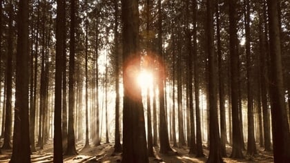 Lezersfoto: zon breekt door in het Speulder- en Sprielderbos