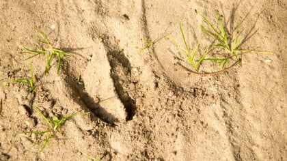 Dierensporen zoeken op landgoed Staverden